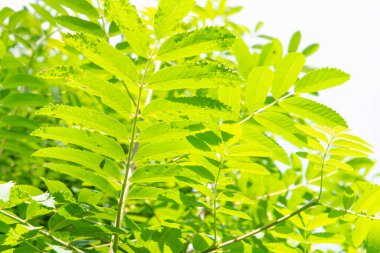 Açık bir yaz gününde büyük yeşil çalı yaprağı