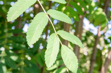 Açık bir yaz gününde büyük yeşil çalı yaprağı