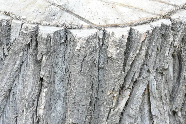 乾いた木の樹皮の質感と背景自然概念 — ストック写真