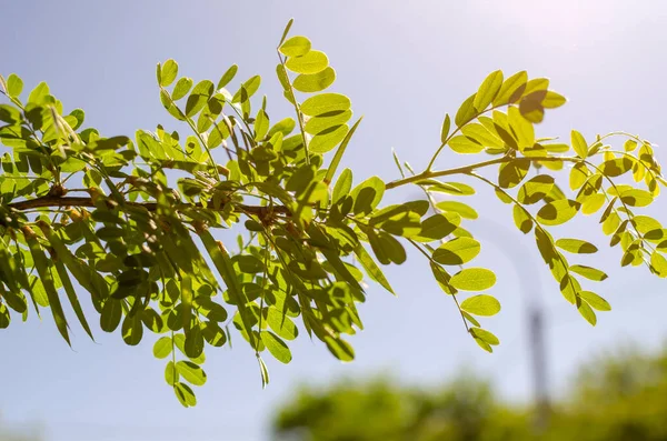 Nova Árvore Decídua Verde Atirar Floresta Primavera — Fotografia de Stock