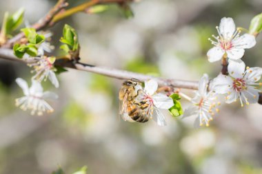 Beyaz erik çiçeğinin nektarını toplayan bir arı.