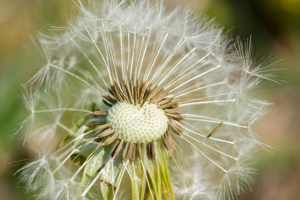 Close up of dandelion with white fluff seeds