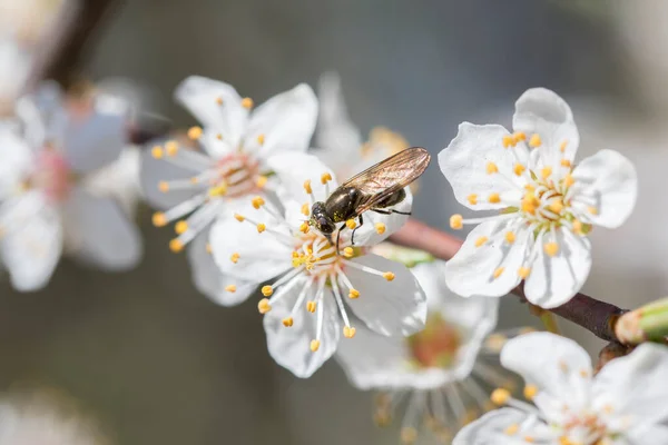 Mosca Insecto Recoge Néctar Una Flor Ciruela Silvestre Blanca — Foto de Stock