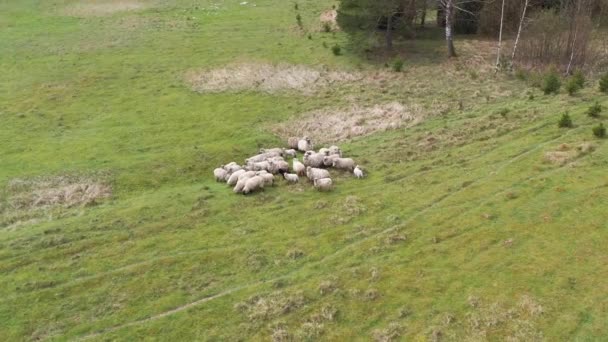緑のフィールドで草の上に給餌羊の群れの空中ドローンビュー。羊の群れの周りの飛行。弾道射撃. — ストック動画