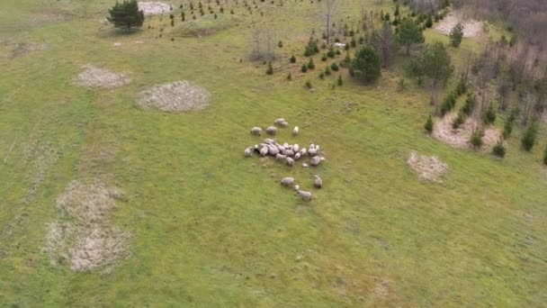 Vue Aérienne Par Drone Troupeau Moutons Nourrissant Herbe Dans Champ — Video