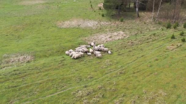 Widok z lotu ptaka na stado owiec żywiące się trawą na zielonym polu. Lot wokół stada owiec. Ujęcie okrągłe. — Wideo stockowe