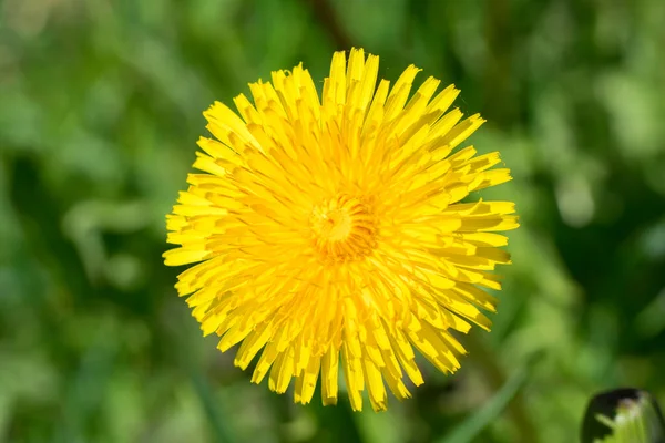 Single Yellow Dandelion Flower Bloom Green Field Spring — Stock Photo, Image