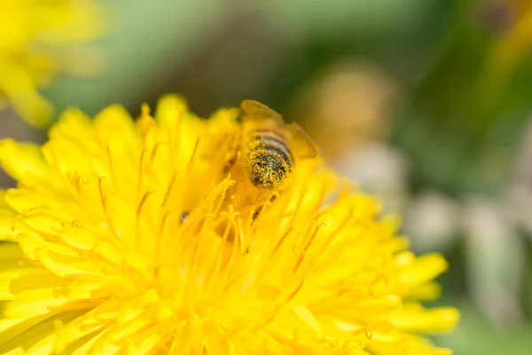 Una Abeja Sobre Diente León Amarillo Recoge Polen Soleado Día — Foto de Stock