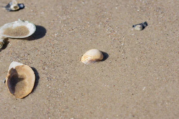 Une Coquille Coquille Bivalve Orange Blanche Dans Sable Plage Humide — Photo