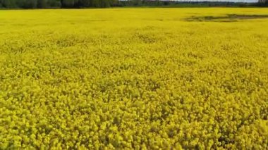 Sarı kolza tohumu kanola tarlasında uçan havadan çekim.