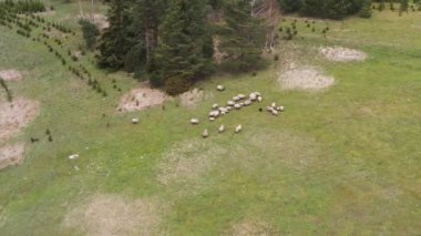 Yeşil tarlada otla beslenen koyun sürüsünün hava aracı görüntüsü. Koyun sürüsünün etrafında uçmak. Dönen çekim.