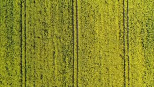 Αεροφωτογραφία πάνω προς τα κάτω που πετά πάνω από το ανθισμένο κίτρινο πεδίο canola ελαιοκράμβης — Αρχείο Βίντεο