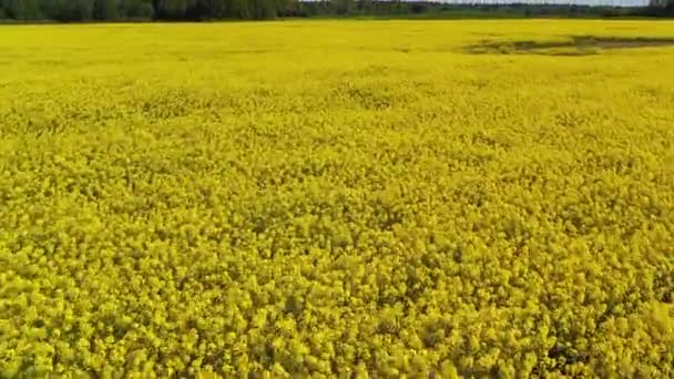 Repülő légi felvétel felett virágzó sárga repce repce repce mező — Stock videók