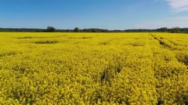 Colpo aereo che sorvola il campo di colza giallo in fiore. Cielo blu sfondo — Video Stock