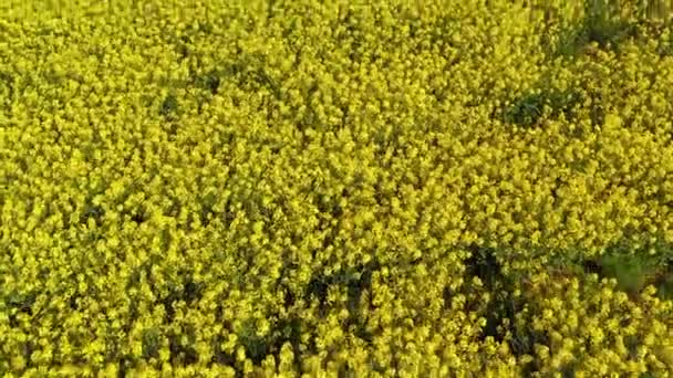 Repülő légi felvétel felett virágzó sárga repce repce repce mező — Stock videók