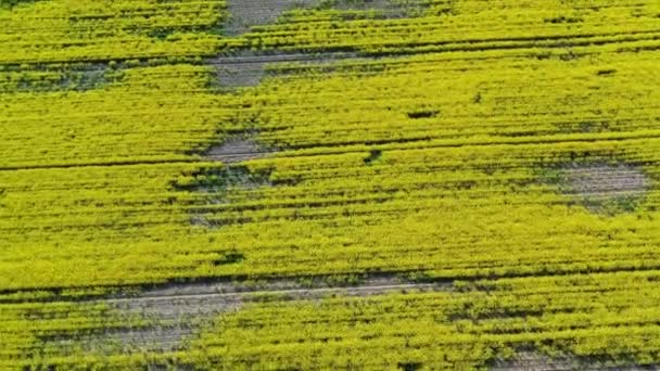 Aerial shot flying over rare poor blooming yellow rapeseed canola field after flood — Stock Video