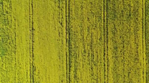 Plano aéreo de arriba hacia abajo volando sobre el campo de canola de colza amarillo floreciente — Vídeos de Stock