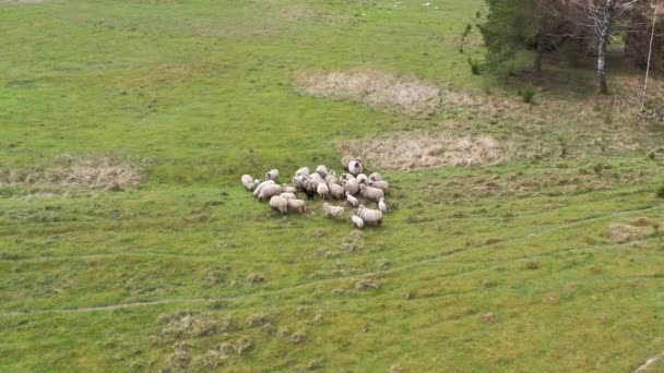 緑のフィールドで草の上に給餌羊群の空中ドローンビュー — ストック動画