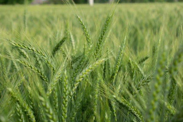 Frische Grüne Gerste Weizen Ähren Weizenfeld — Stockfoto