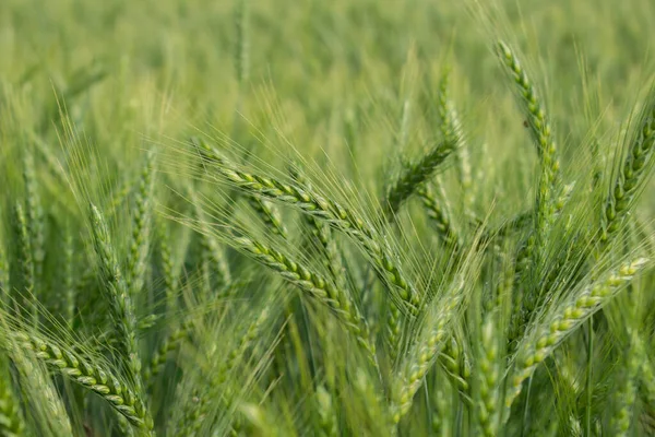 Buğday Tarlasında Taze Yeşil Arpa Başakları — Stok fotoğraf