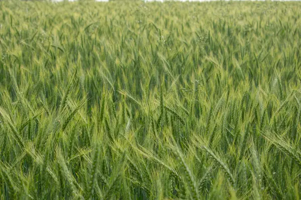 Frische Grüne Gerste Weizen Ähren Weizenfeld — Stockfoto