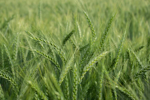 Frische Grüne Gerste Weizen Ähren Weizenfeld — Stockfoto