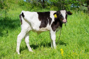Yeşil çayır çimenliğinde genç siyah beyaz Holstein buzağı boğası