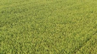 Doğal yeşil buğday tarlasının havadan görünüşü. Yeşil buğday sapları. İnsansız hava aracı güzel buğday tarlaları üzerinde uçuyor.