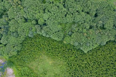 Yeşil ağaçlı ormanın yukarıdan görünüşü
