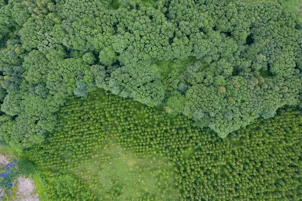 Yeşil ağaçlı ormanın yukarıdan görünüşü