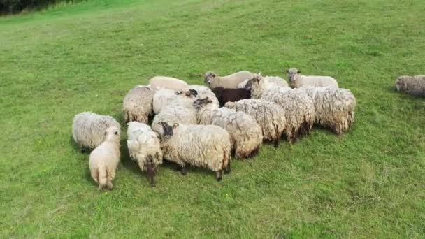 Vista aérea de drones del rebaño de ovejas alimentándose de hierba en el campo verde. Orbitando alrededor del rebaño de ovejas. Disparo circular. — Vídeo de stock