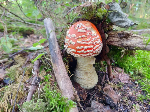 Όμορφη Κόκκινη Δηλητηριώδης Μύγα Αγαρικό Amanita Muscaria Μανιτάρι Στο Δάσος — Φωτογραφία Αρχείου