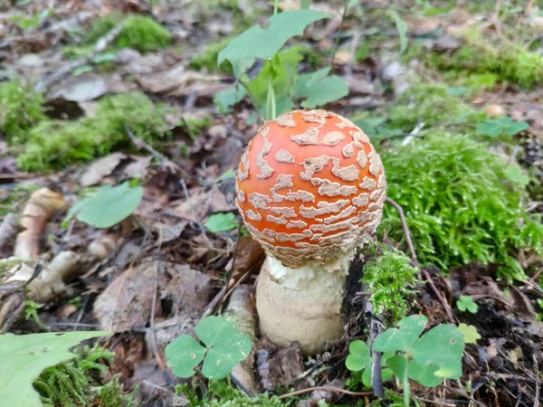 Όμορφη Κόκκινη Δηλητηριώδης Μύγα Αγαρικό Amanita Muscaria Μανιτάρι Στο Δάσος — Φωτογραφία Αρχείου