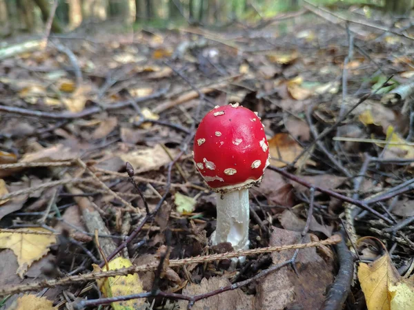 Όμορφη Κόκκινη Δηλητηριώδης Μύγα Αγαρικό Amanita Muscaria Μανιτάρι Στο Δάσος — Φωτογραφία Αρχείου