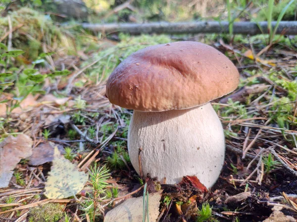 Μανιτάρι Boletus Edulis Μεγαλώνει Στο Δάσος Γνωστό Και Penny Bun — Φωτογραφία Αρχείου