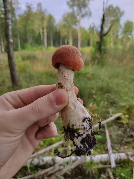 Caucasian hand holding orange birch bolete (Leccinum versipelle ) mushroom. Forest background