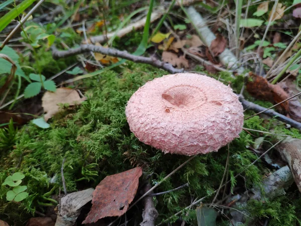 Yeşil yosun ormanında yünlü süt kapağı (Lactarius torminosus) mantarı