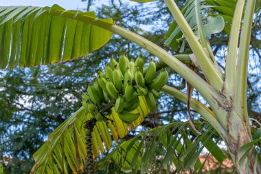 Muz tarlasında Muz Ağacı 'nda yetişen Yeşil Muz Bunch