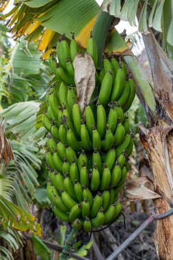 Muz tarlasında Muz Ağacı 'nda yetişen Yeşil Muz Bunch