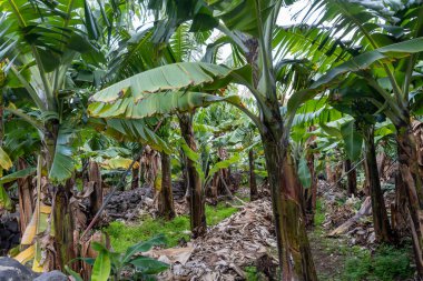 Muz tarlasında muz ağacında yetişen yeşil muzlar.