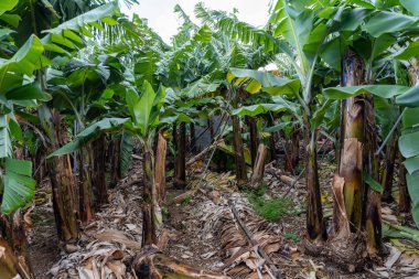 Muz tarlasında muz ağacında yetişen yeşil muzlar.