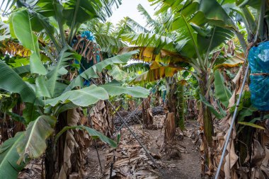 Muz tarlasında muz ağacında yetişen yeşil muzlar.
