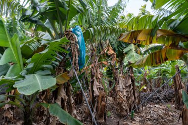 Muz tarlasında muz ağacında yetişen yeşil muzlar.