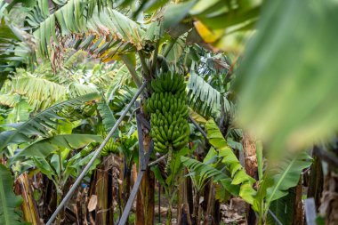 Muz tarlasında Muz Ağacı 'nda yetişen Yeşil Muz Bunch