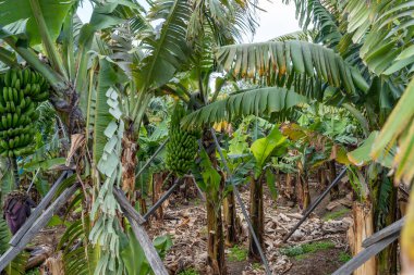 Muz tarlasında muz ağacında yetişen yeşil muzlar.