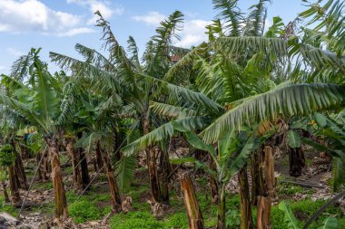 Muz tarlasında muz ağacında yetişen yeşil muzlar.