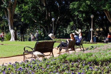 Sydney, NSW, Avustralya-5 Nisan 2016: Hyde Park 'ta Avusturalya aynası (Threskiornis molucca)