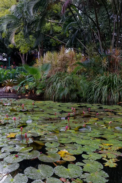 Brisbane Qsl Australia May 2016 Brisbane City Botanic Gardens — стокове фото