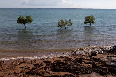 Darwin 'de kumsal, su basmış üç ağaç.