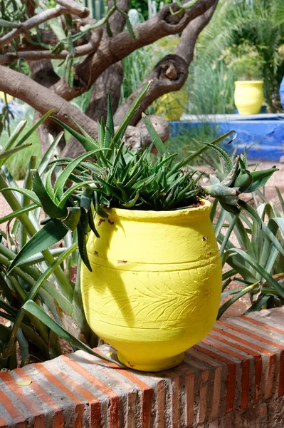 Marakeş, Fas - 15 / 5 / 2013: Jardin Majorelle - kaktüslü ve sulu ünlü bahçe, merkezinde YSL evi olan.